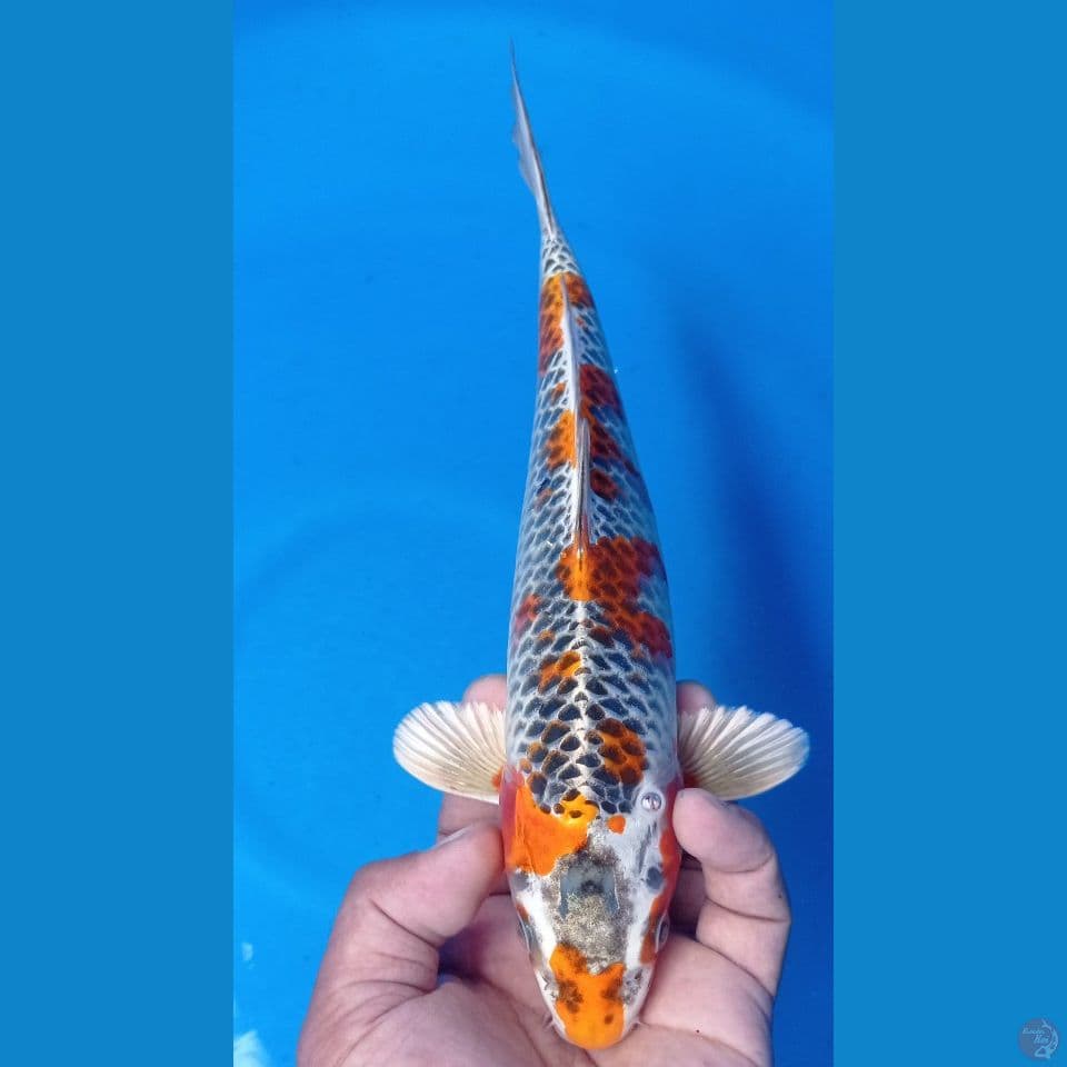 NYENII 30CM