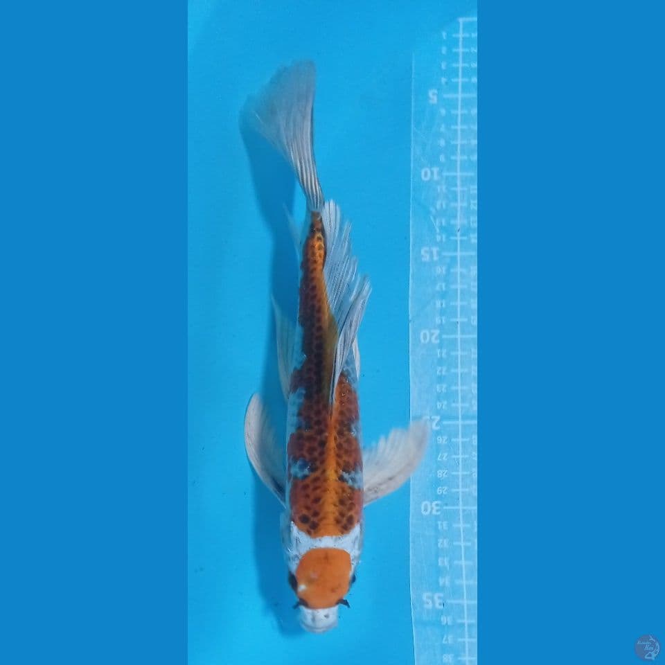 goyangane 33cm