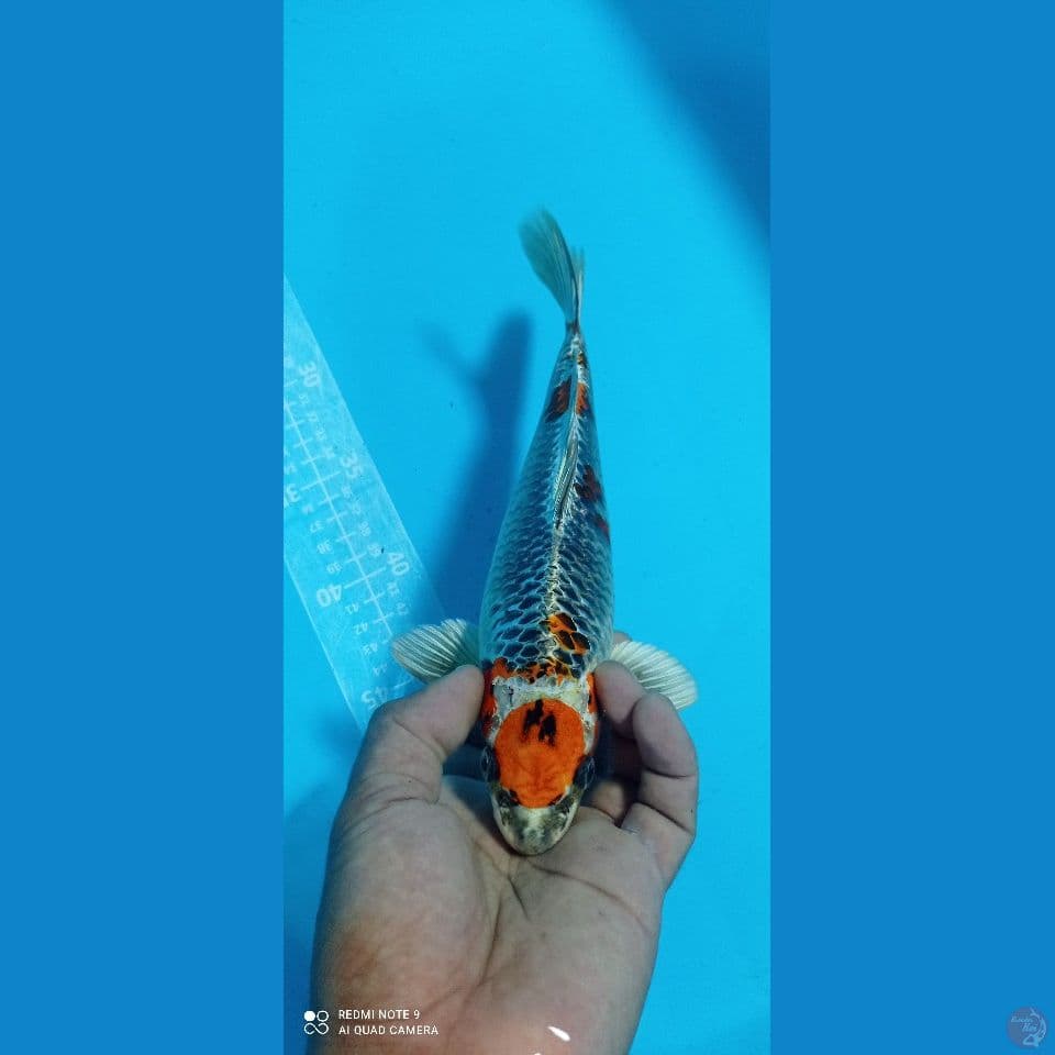 beniginga 27cm