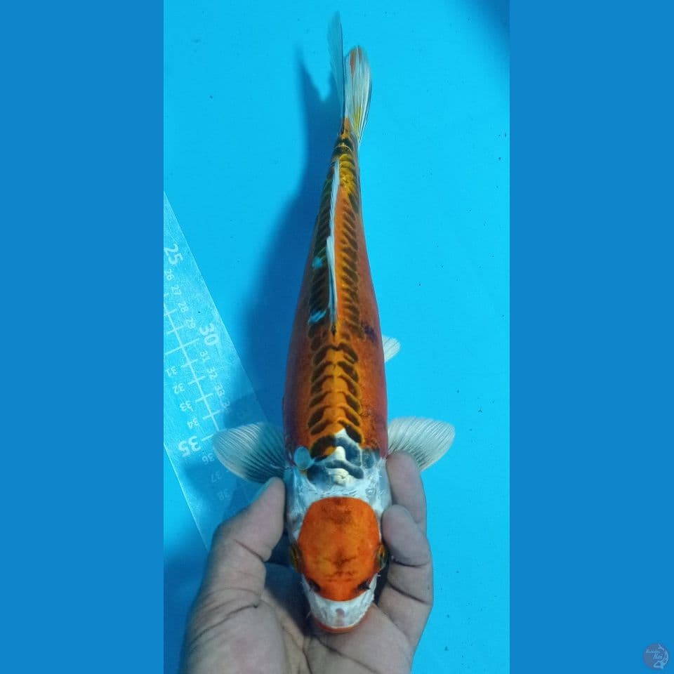 kujaku doiitttsuuu 33cm