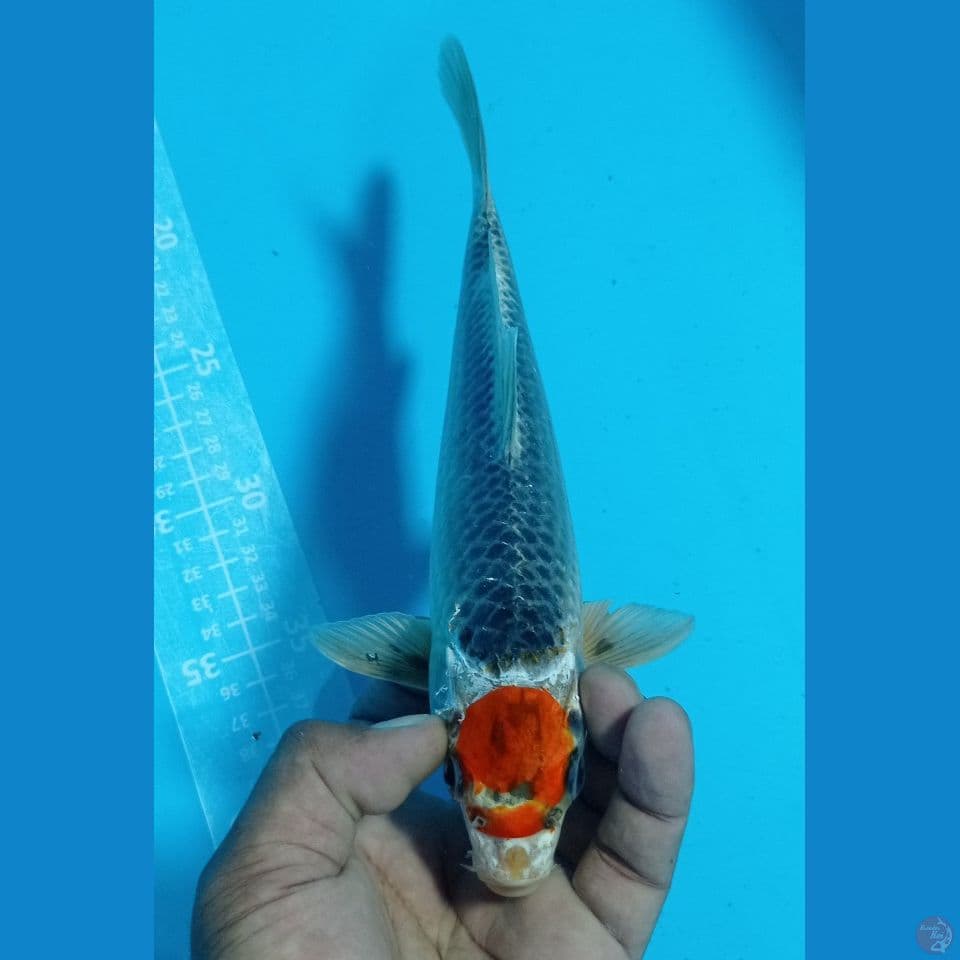 tanco kujaku 27cm