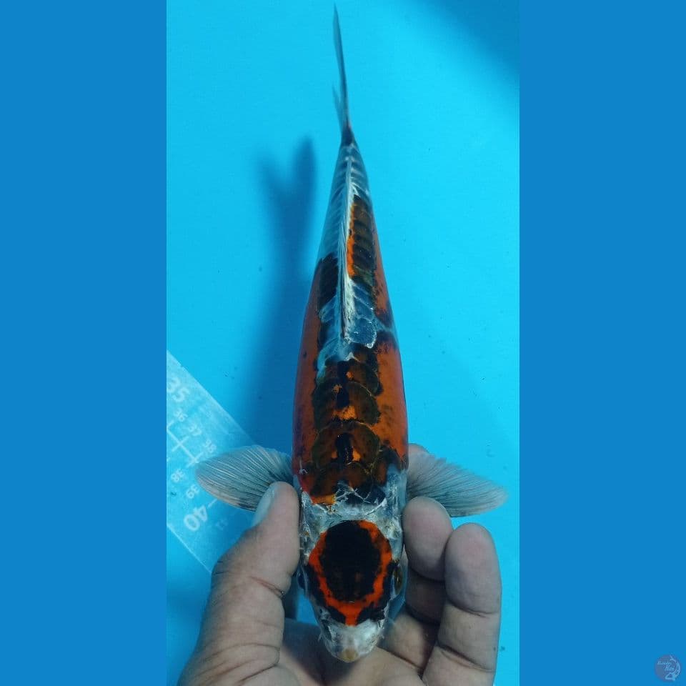 goromo doitsss 27cm