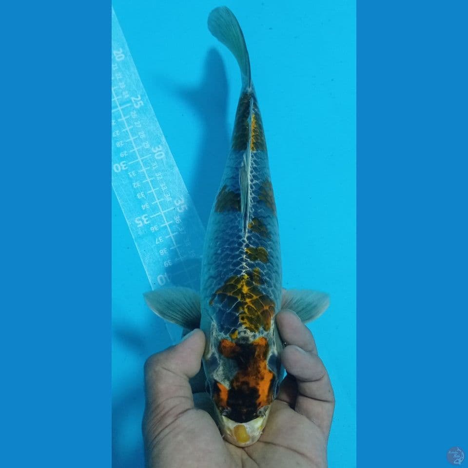 kogane 34cm