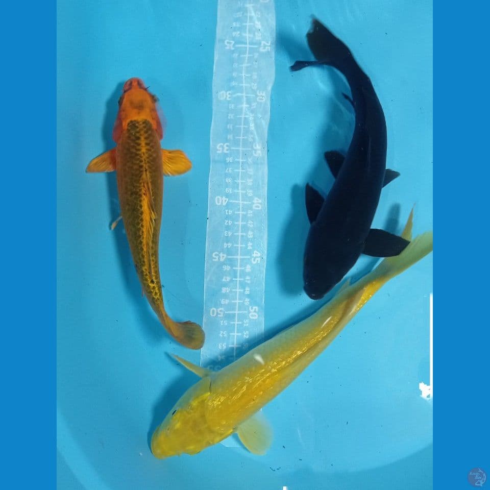 MEKUTAM 27,30CM
