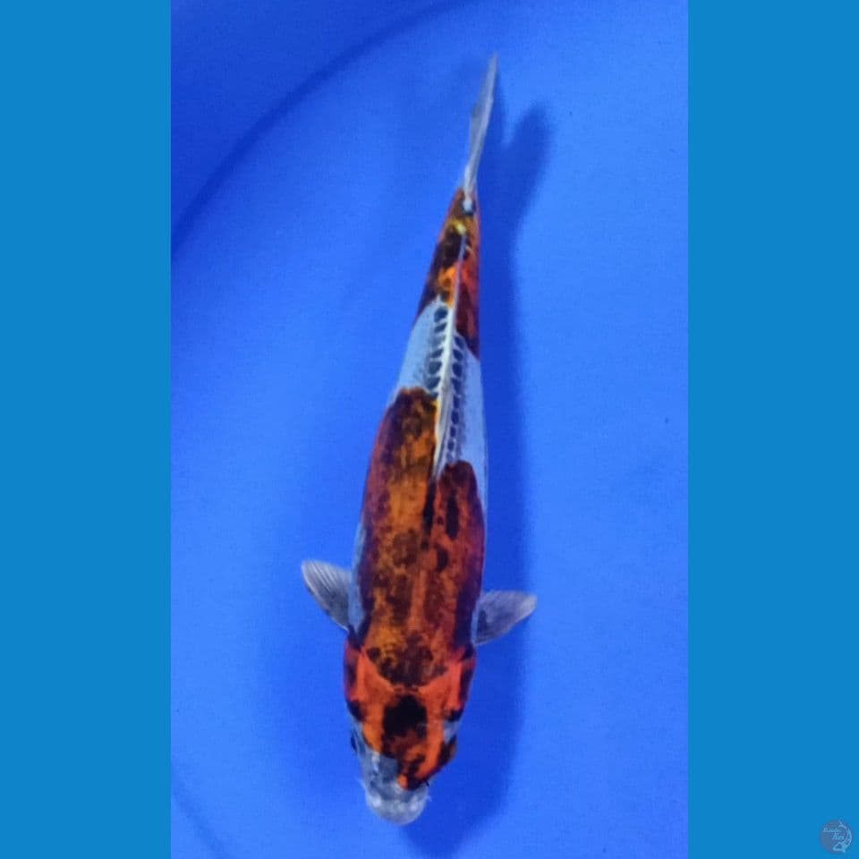 BENIKIKO F 28CM