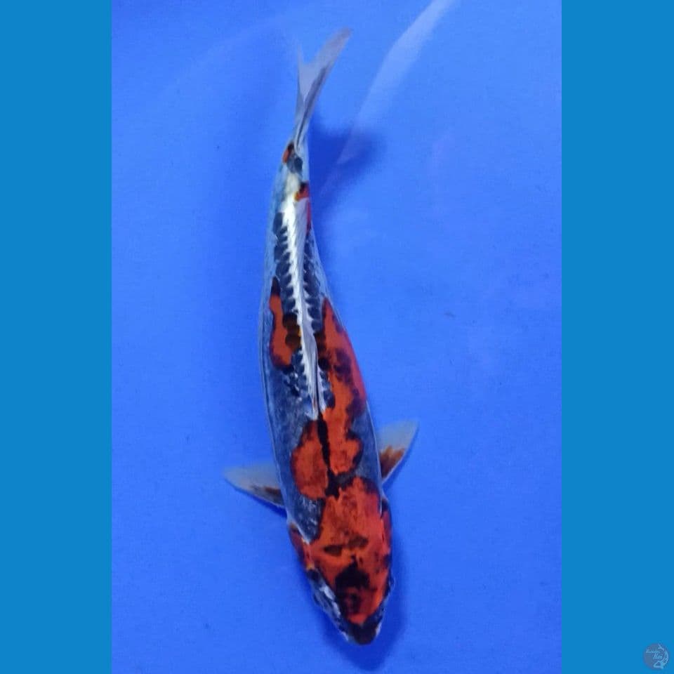 BENIKIKO F 25CM