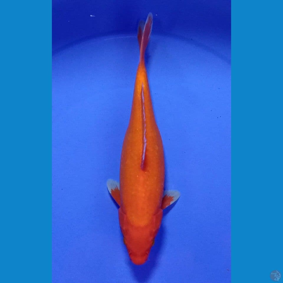 AKAHAJIRO F 30CM