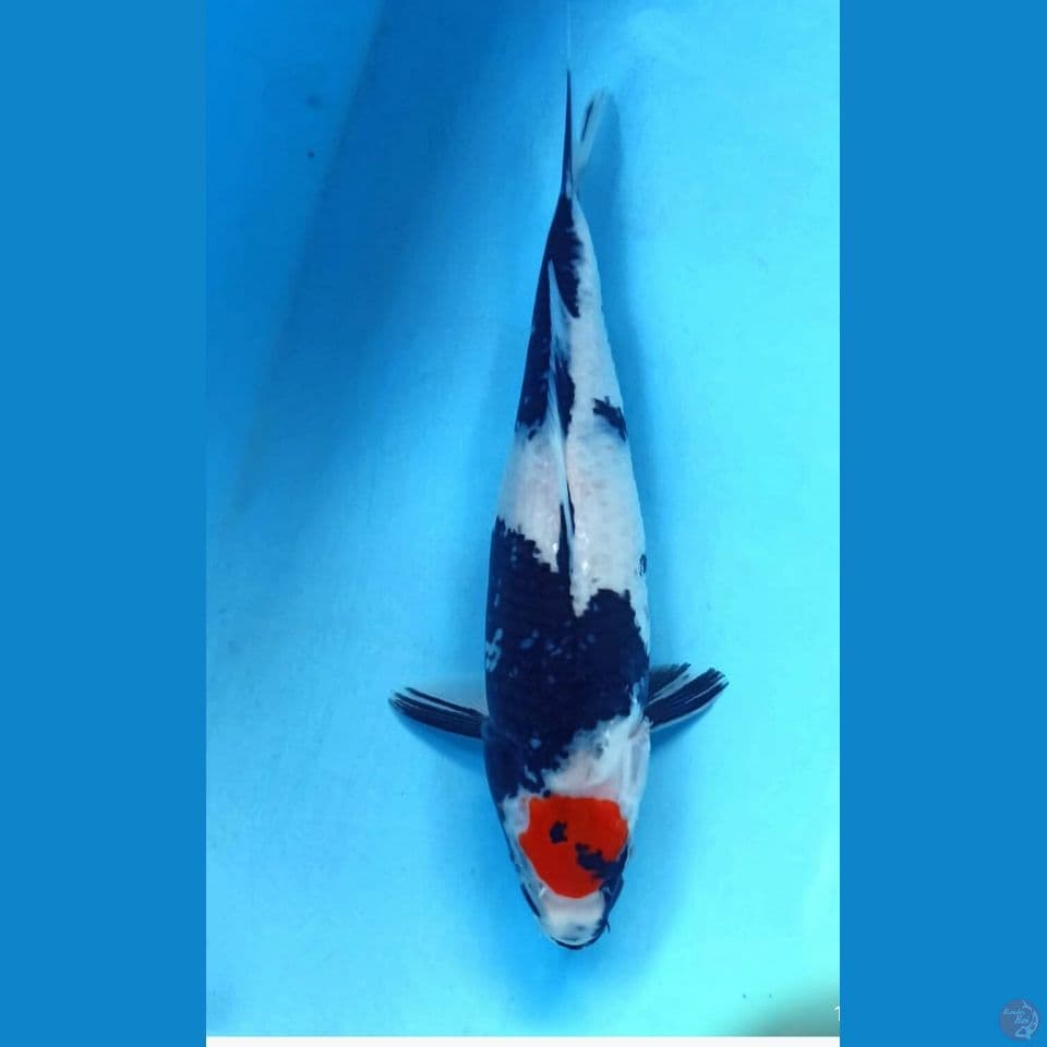 TC Showa 29cm