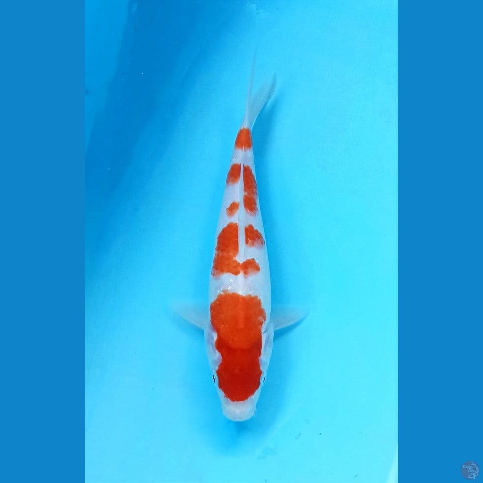 Kohaku 22cm