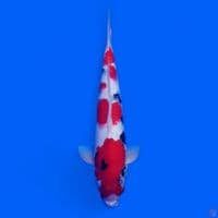 showa 34 cm