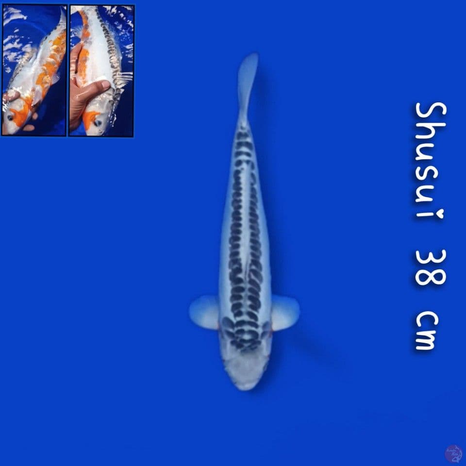 shusui 38cm