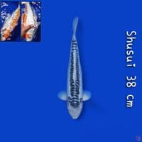 shusui  38cm