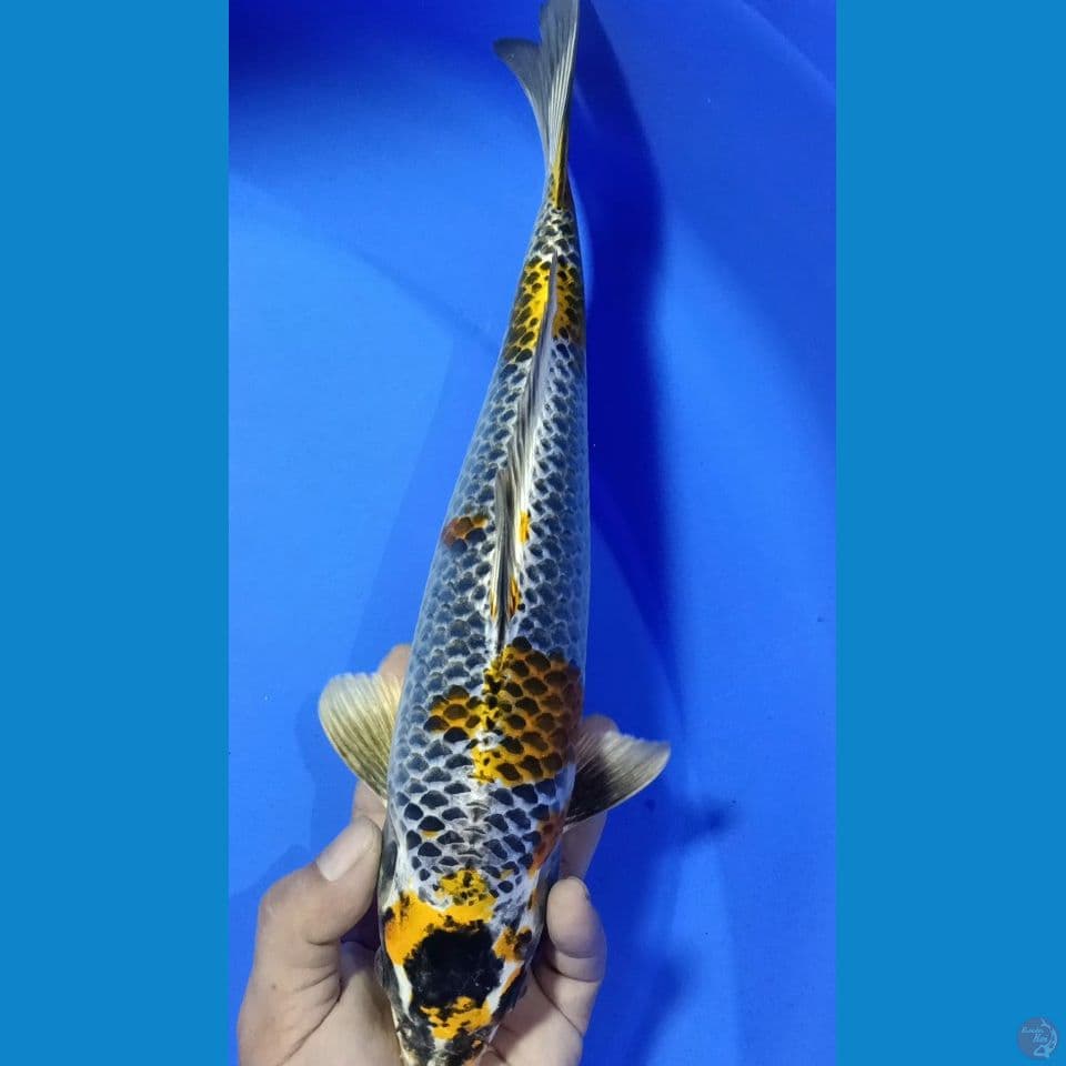 GINGGA M 33CM