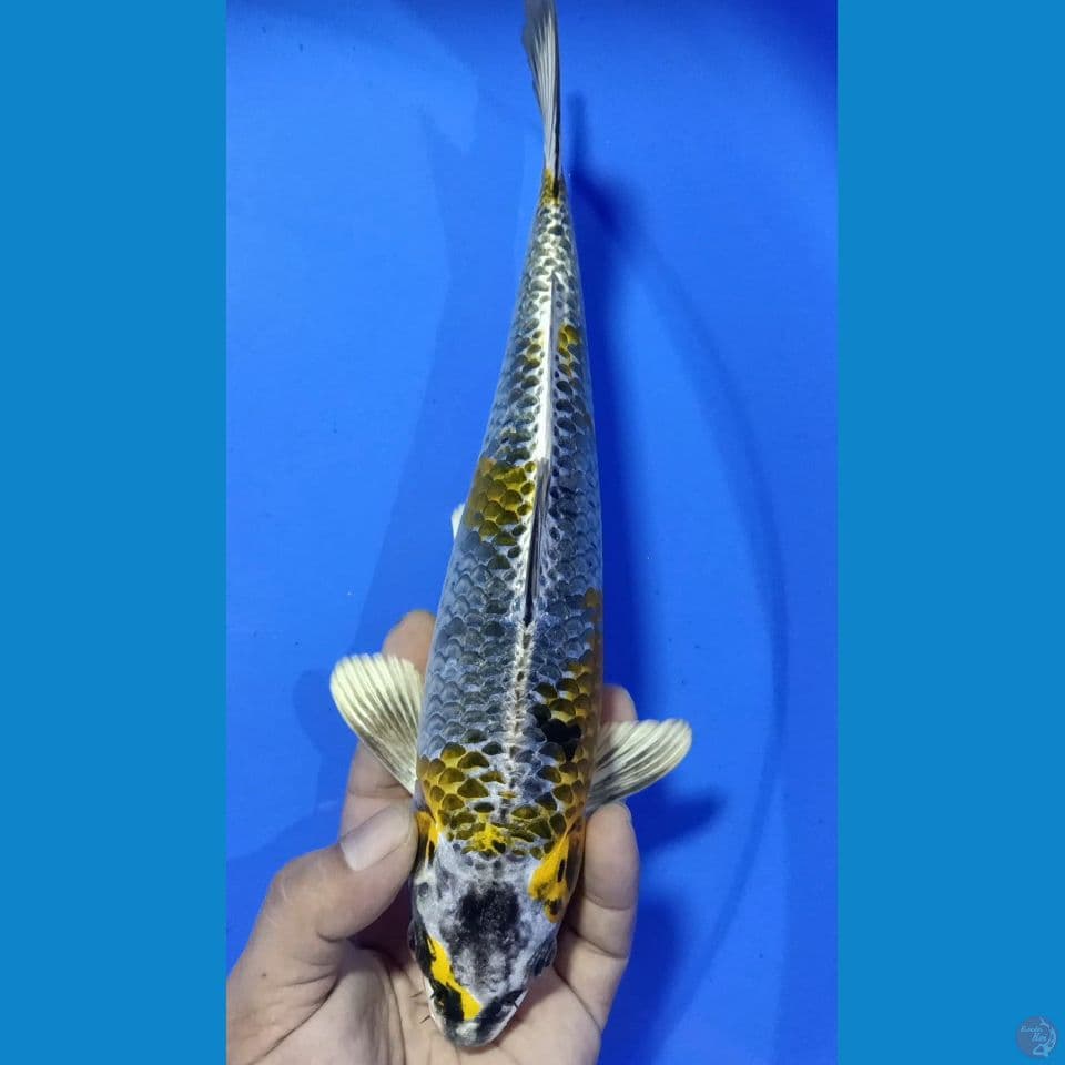 GINGGA M 29CM