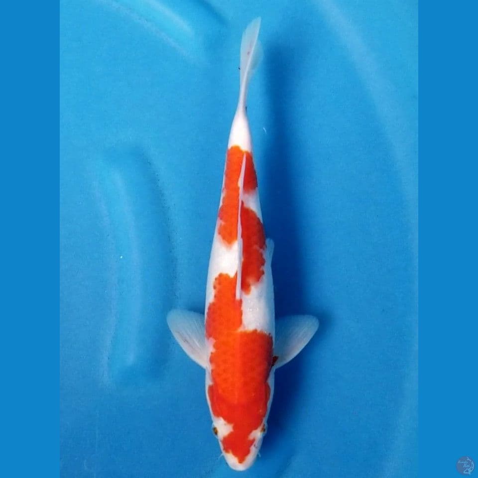INAZUMA KOHAKU 31 CM