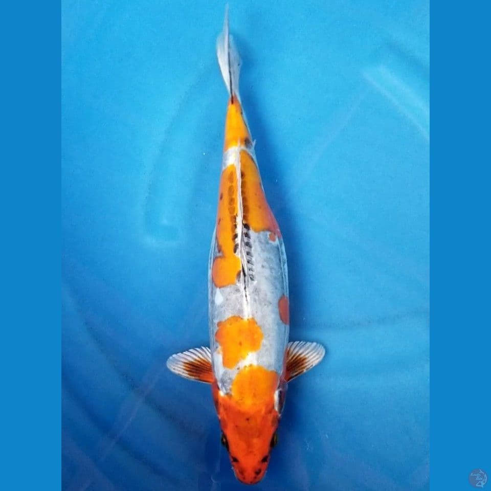 BENI KIKOKURYU 36 CM