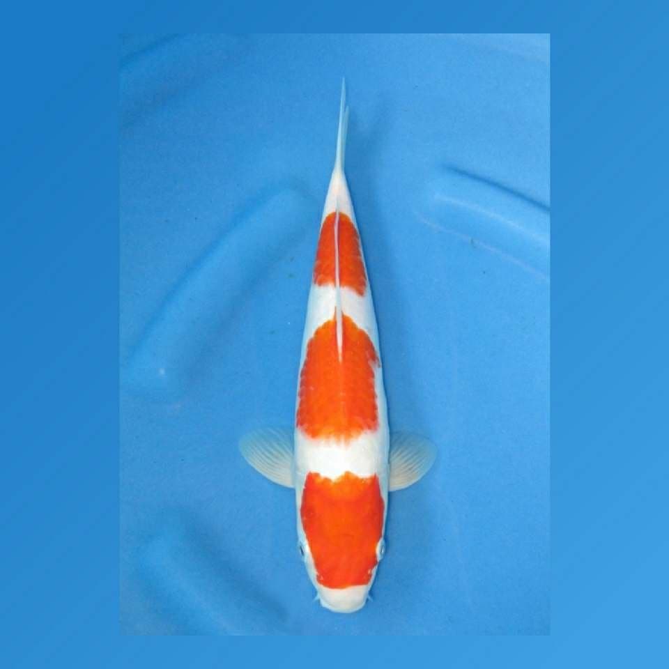 Sandan Kohaku Calon jumbo 