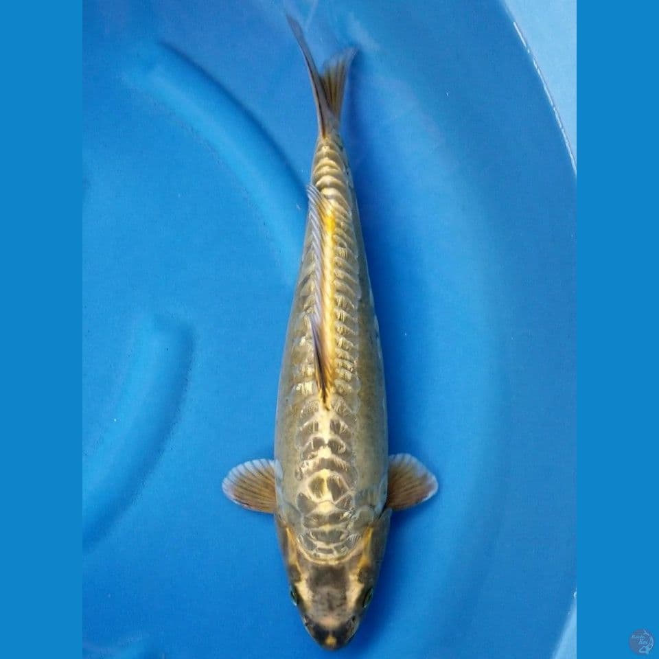 ARAGOKE GINRIN 40 CM