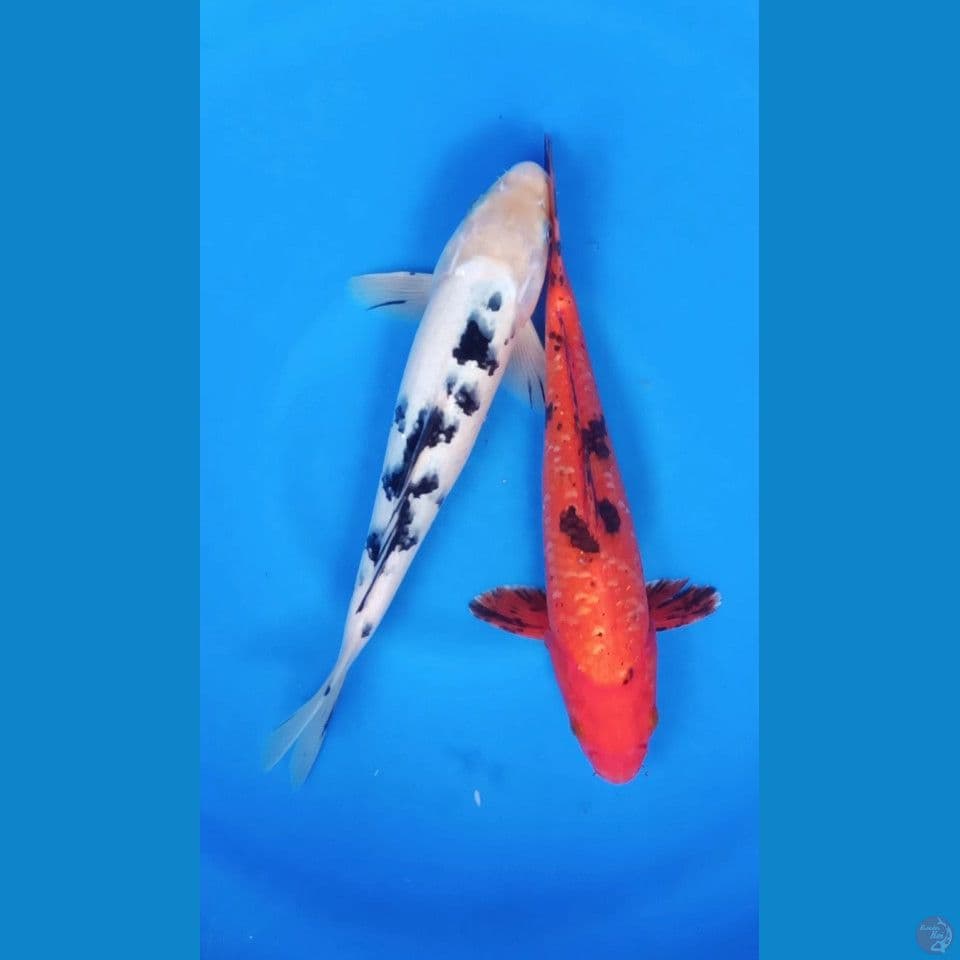 BEKKO VS AKABEKKO 27+28CM