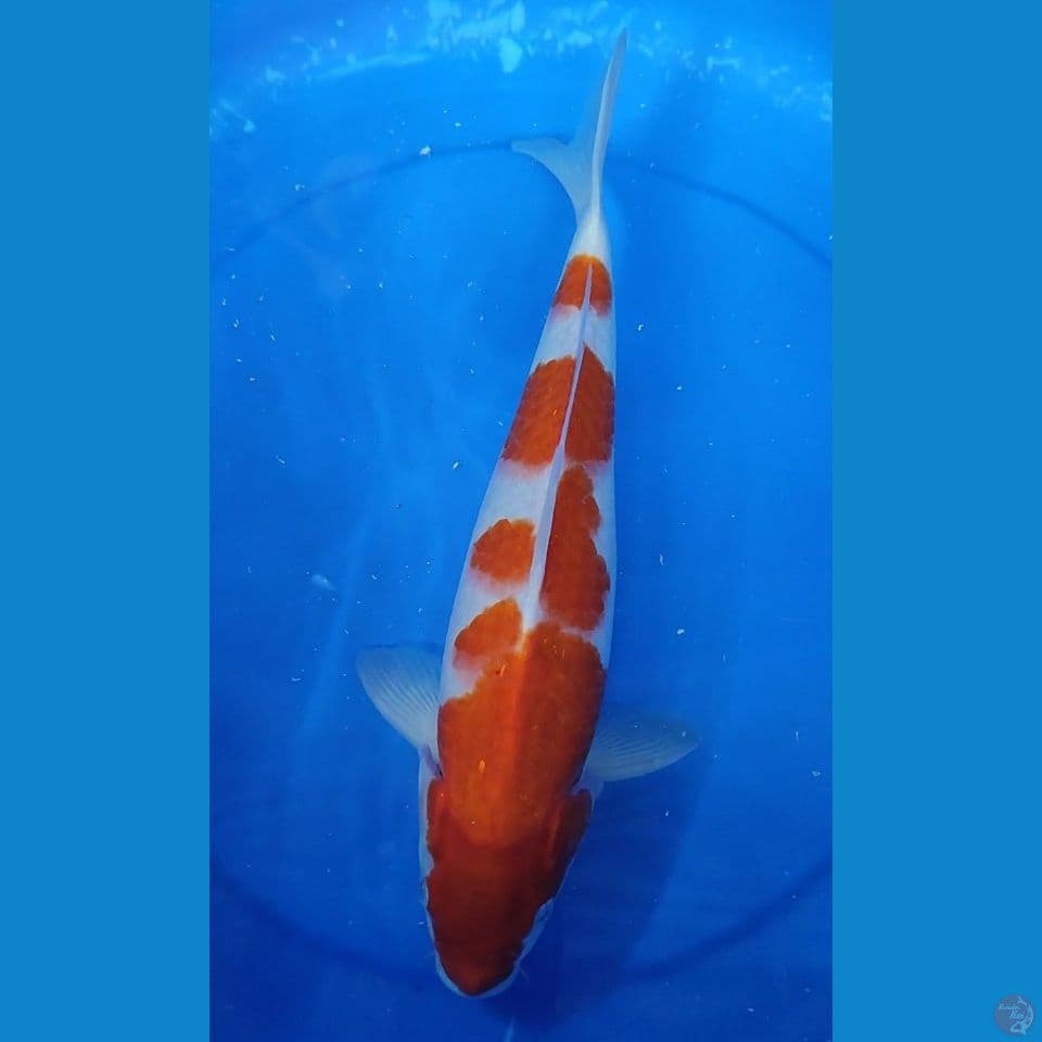 Original Kohaku pola cakep 35 cm JANTAN