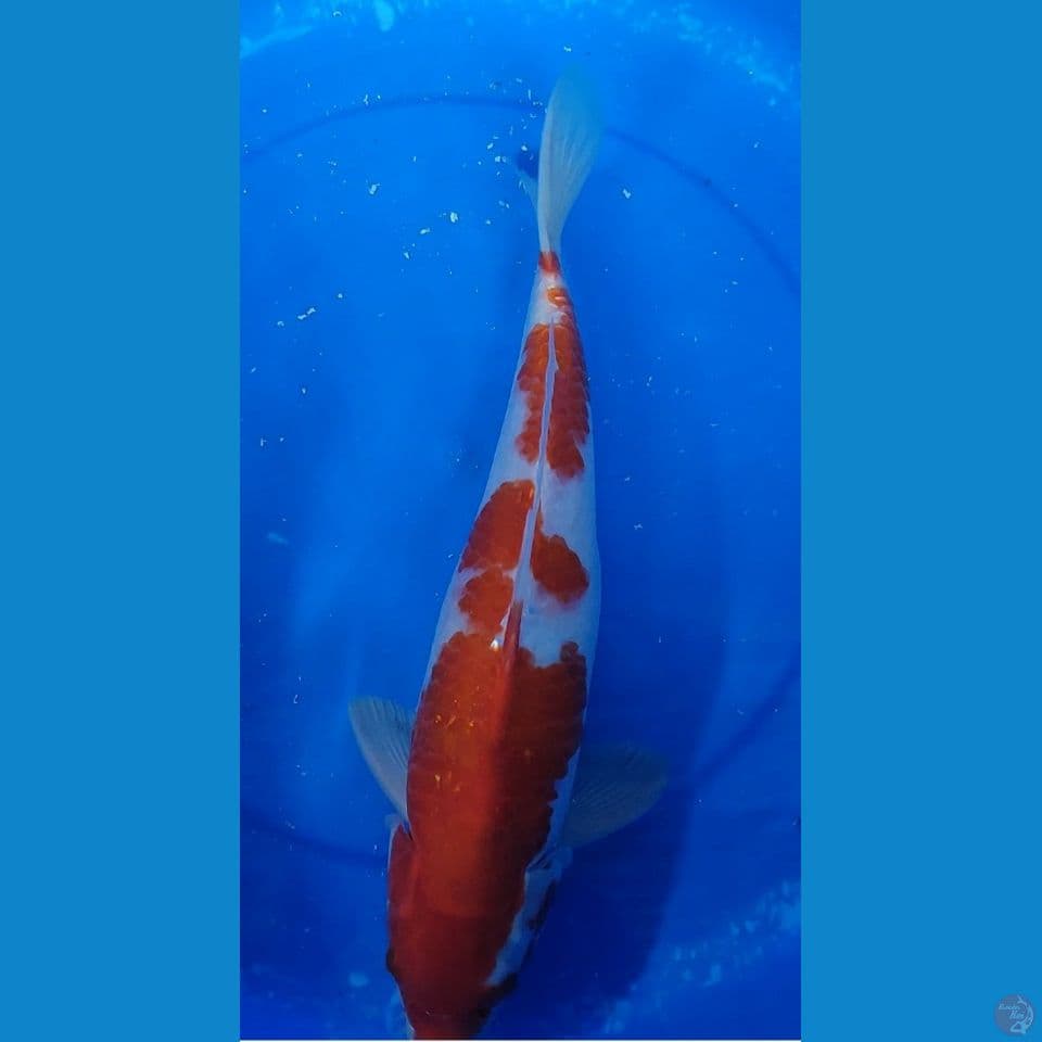 Jumbo Oeiginal Kohaku 37.5 cm Jantan