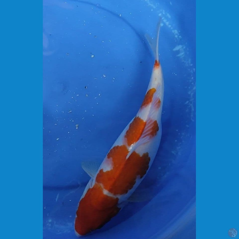 Original kohaku 5 Step 35.5 cm Female