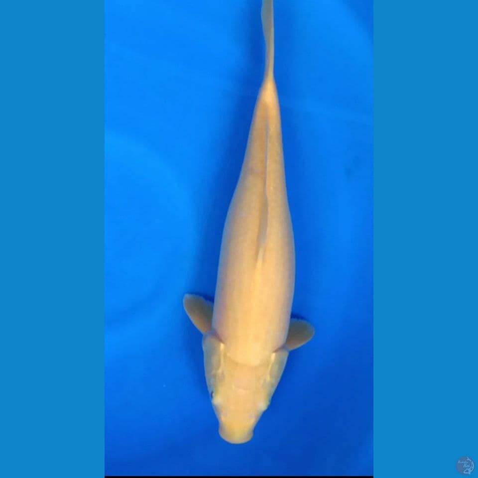 F 40CM LEMON KARASI RED EYE