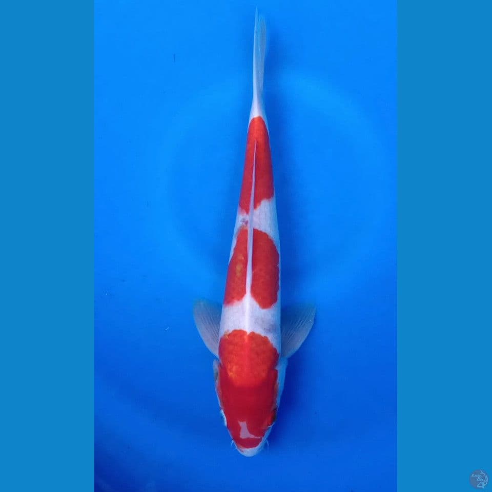 M 30CM KOHAKU