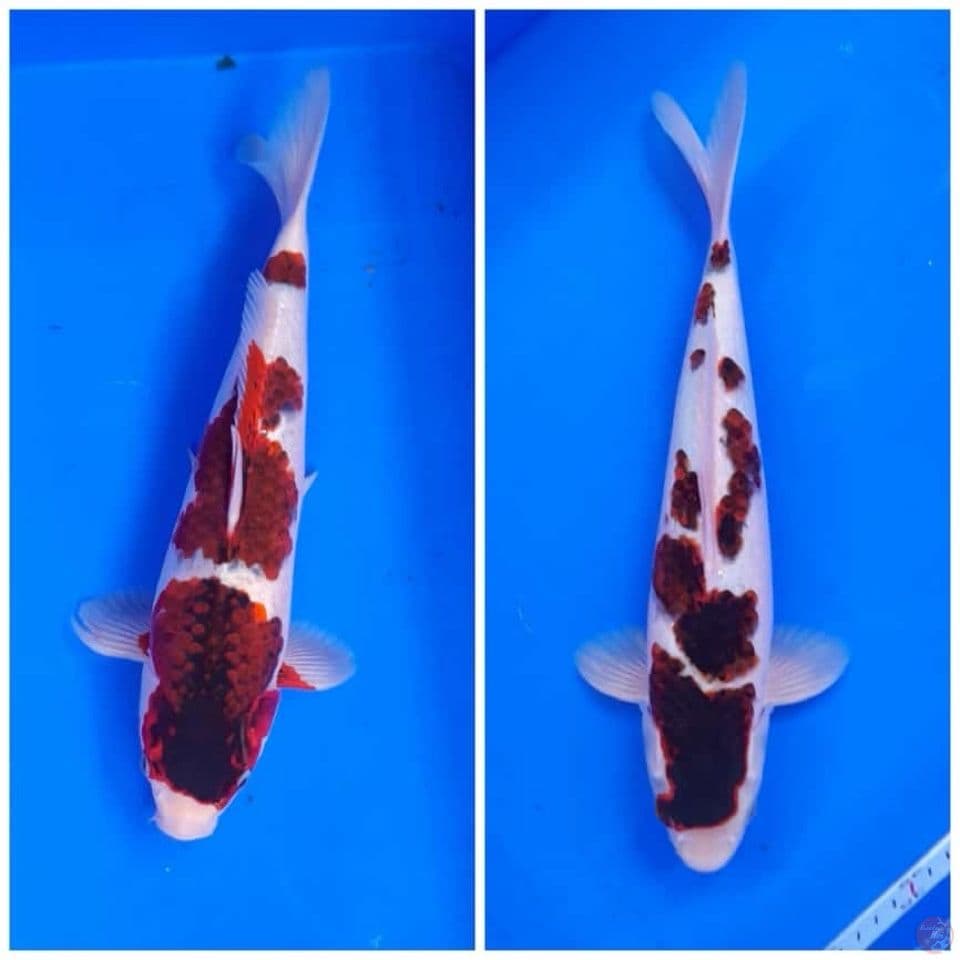 Goromo Size 35 36CM