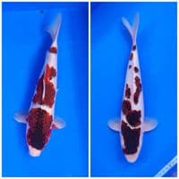 Goromo Size 35 36CM