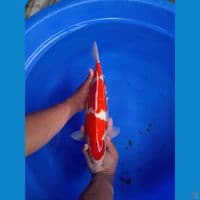 Original Jantan 36CM