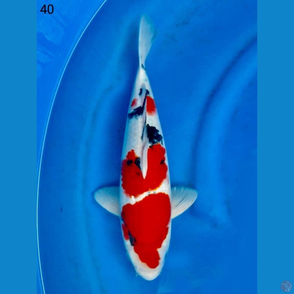 Red sanke 40cm ori