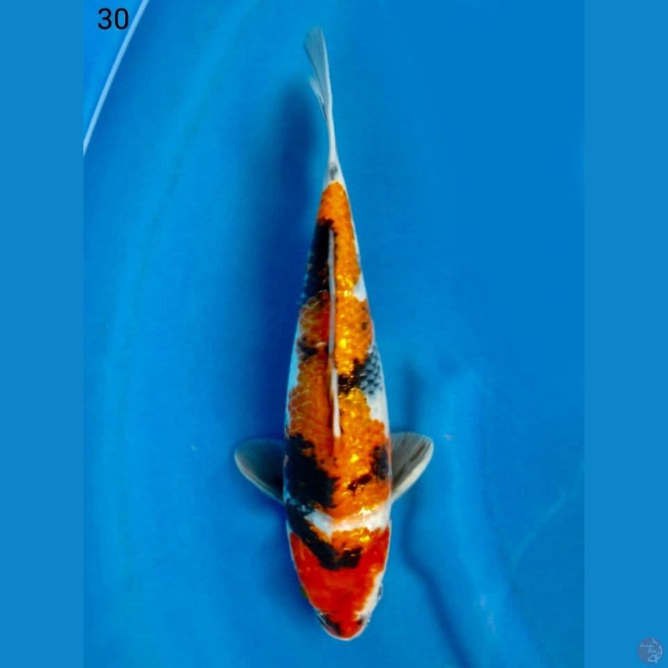 Sogin 30cm