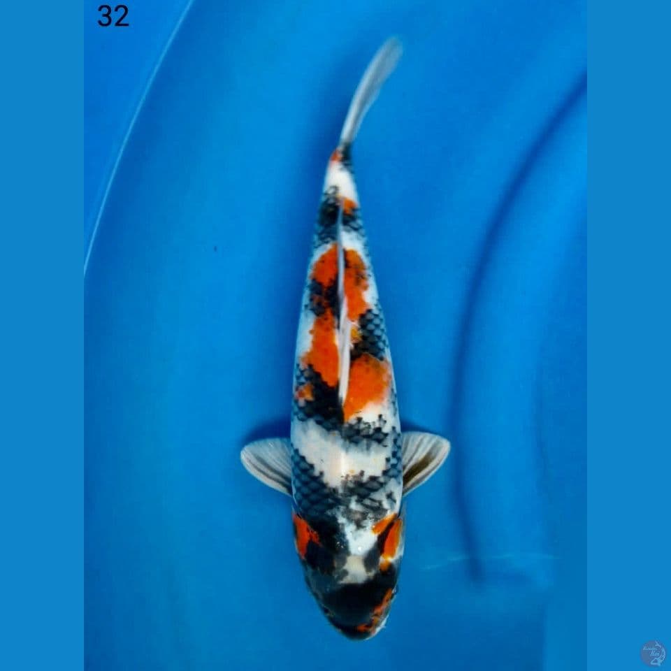 Kindai showa 32cm
