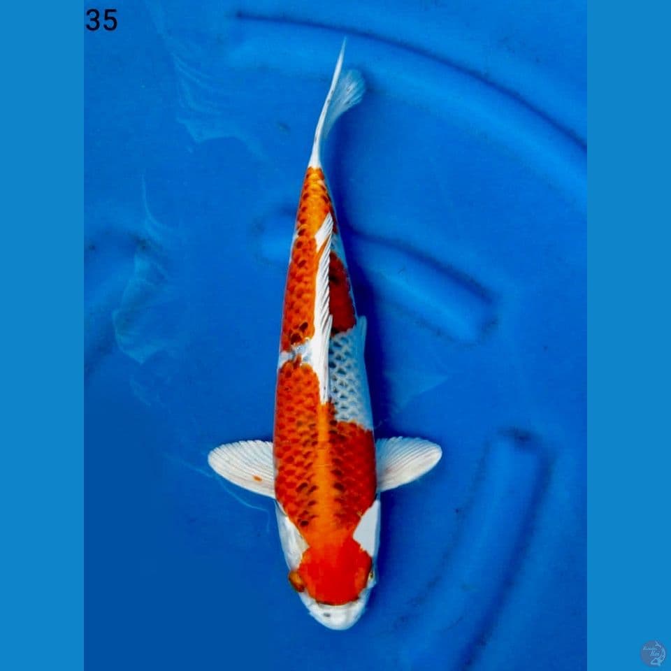 Kujaku 35cm