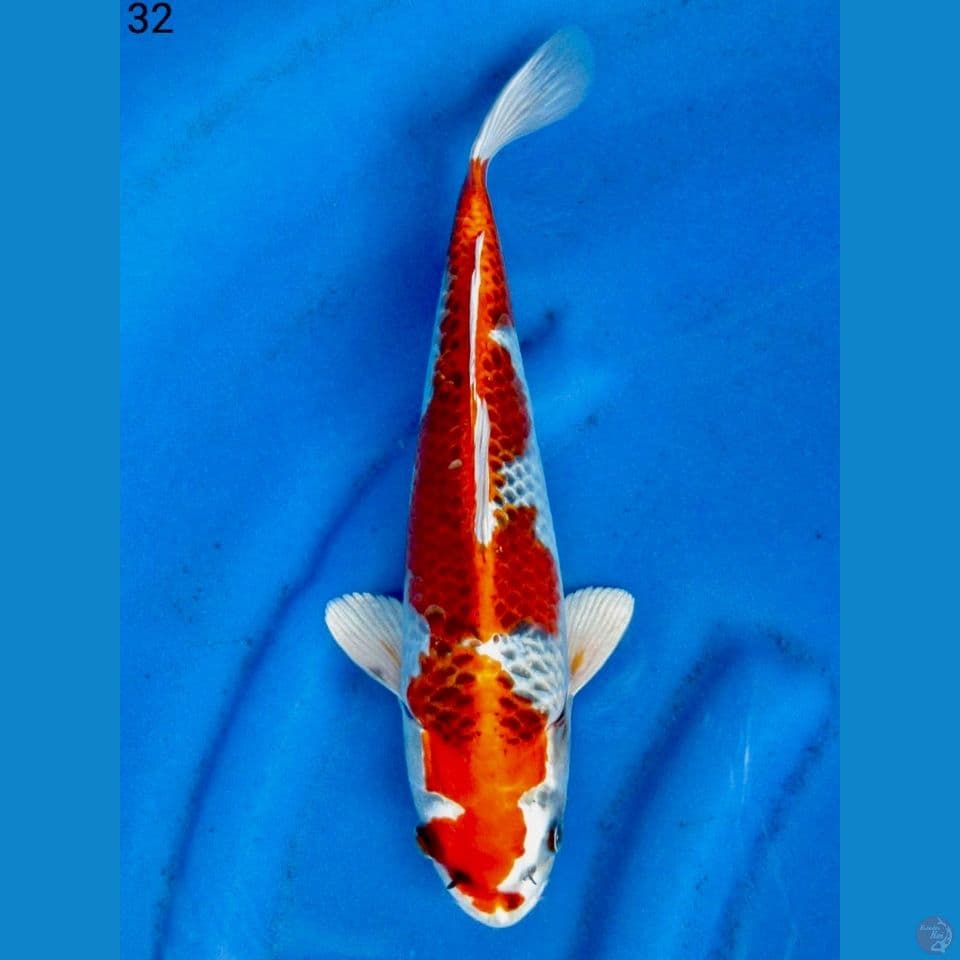Kujaku ori 32cm