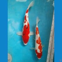 Sejoli Sanke X Kohaku Ginrin 