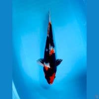 Showa Sanshoku Male 40cm