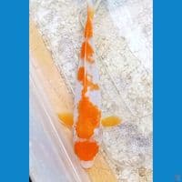 Mata merah (Cut jadi 20bu)