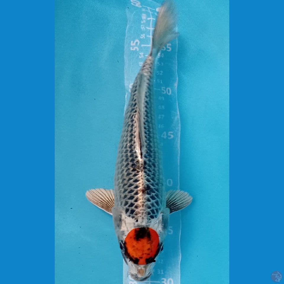 TANCO BENIGINGA 30CM