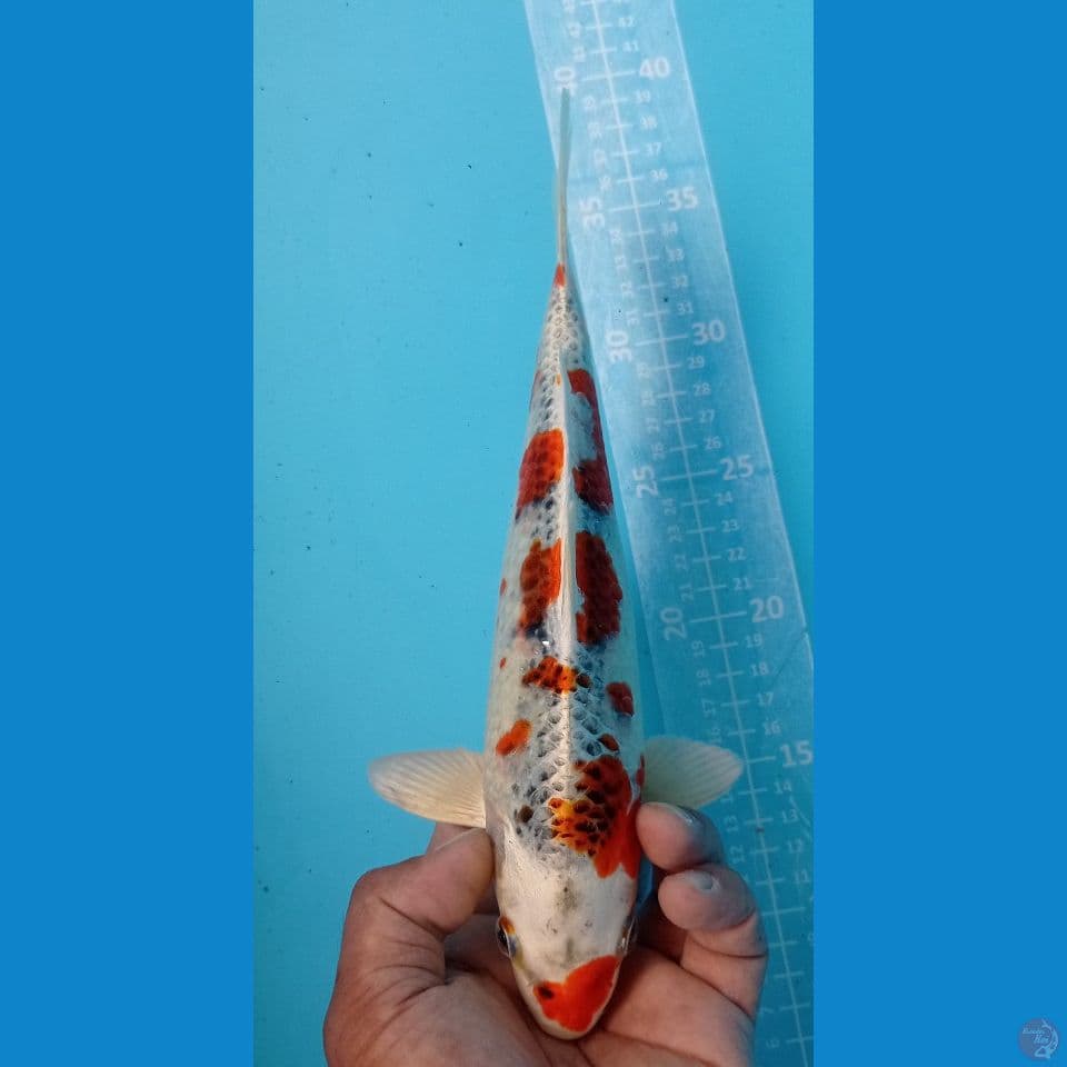 hikary an 27cm