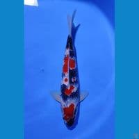 SHOWA SANSOKU BAHAN KEPPING - 35CM - MALE