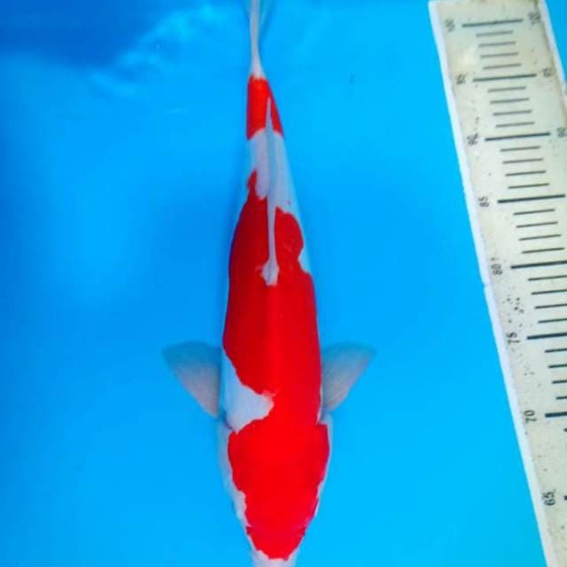 Kohaku doitsu