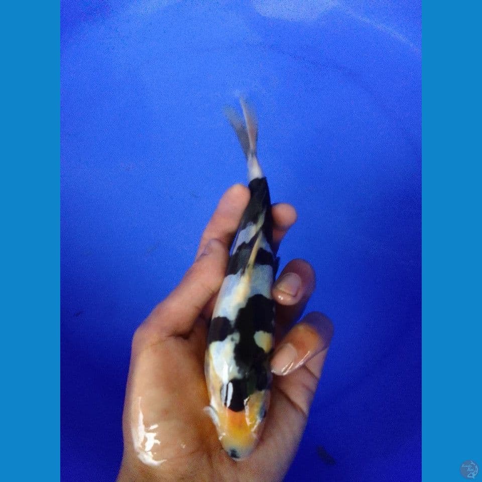 shiro doitsu hitam pekat