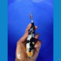 shiro doitsu hitam pekat
