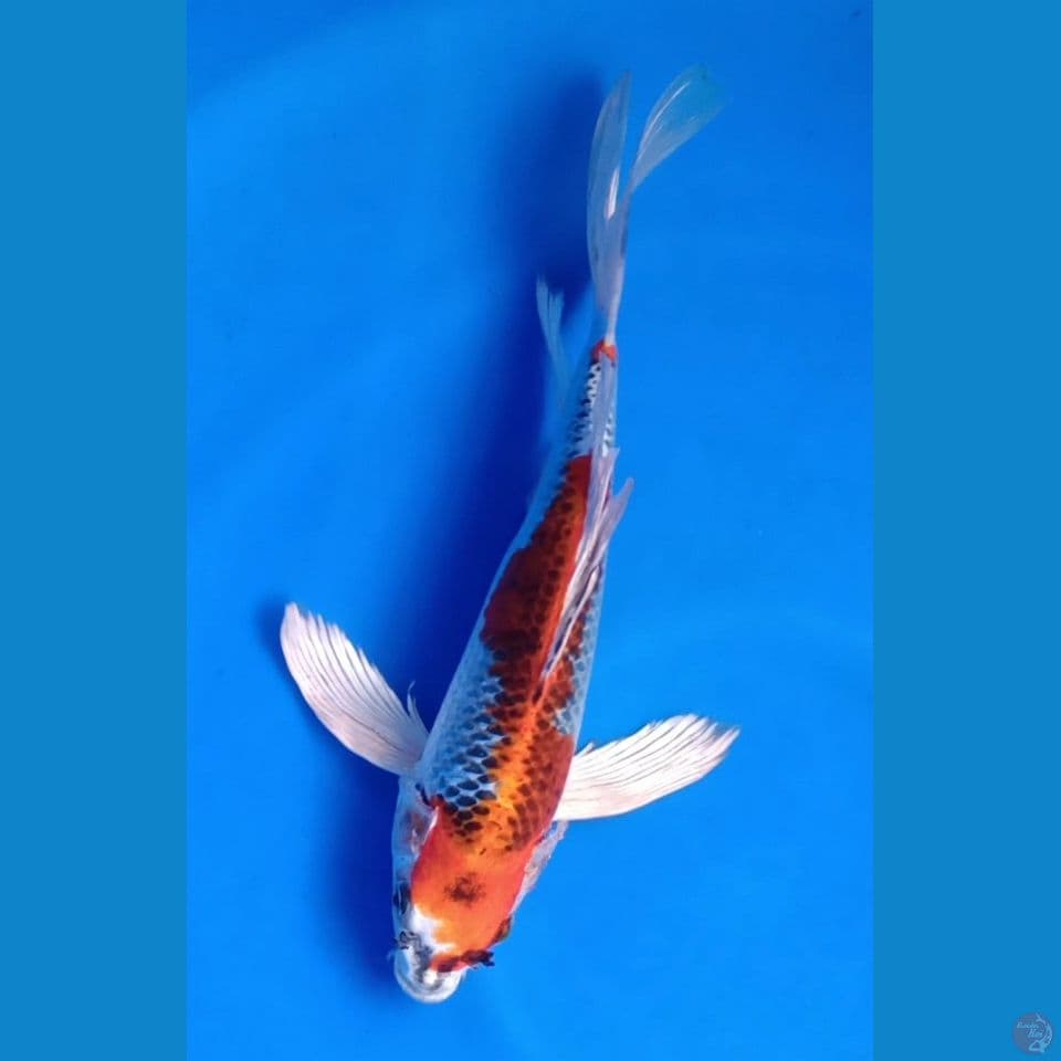 KUJAKU KUMPAY M 30CM
