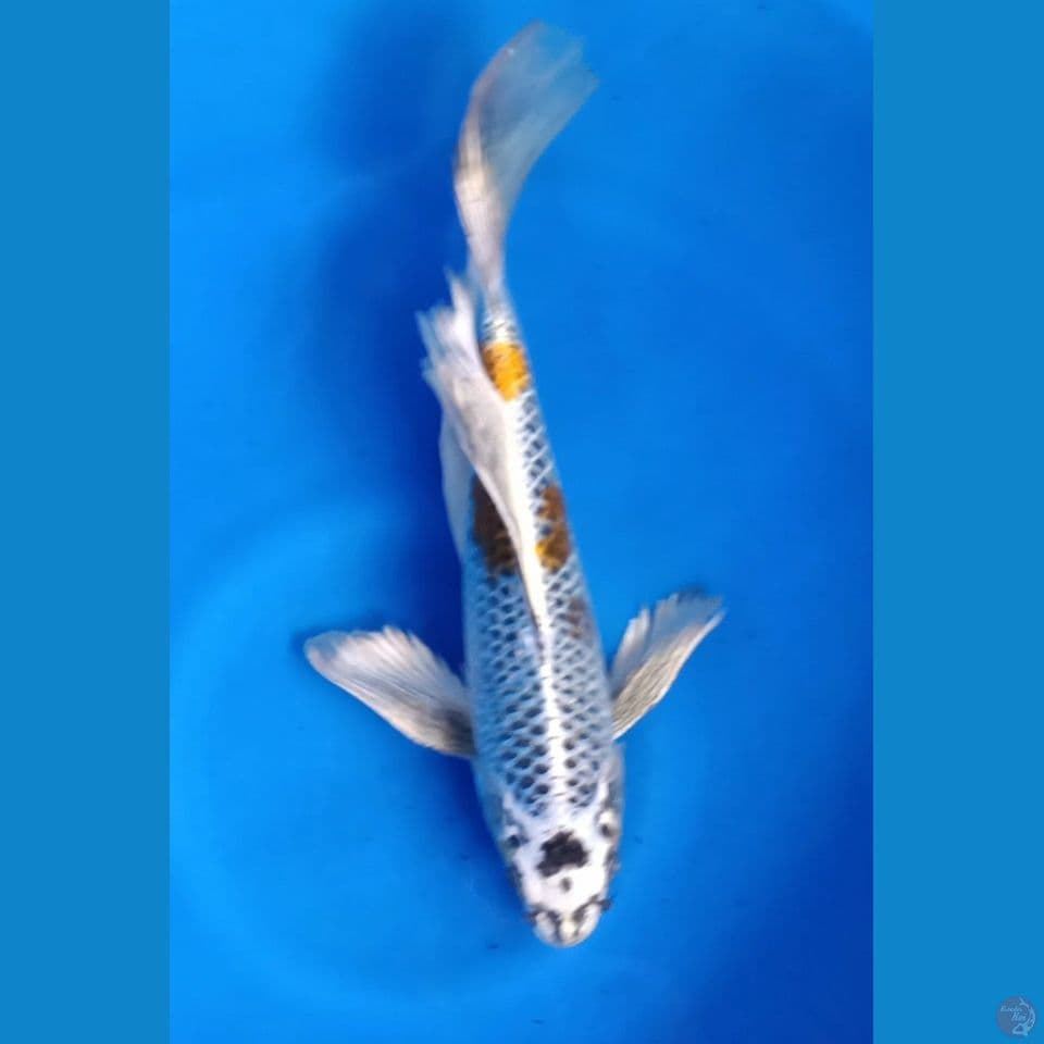 KUMPAY BENIGINGGA M30CM