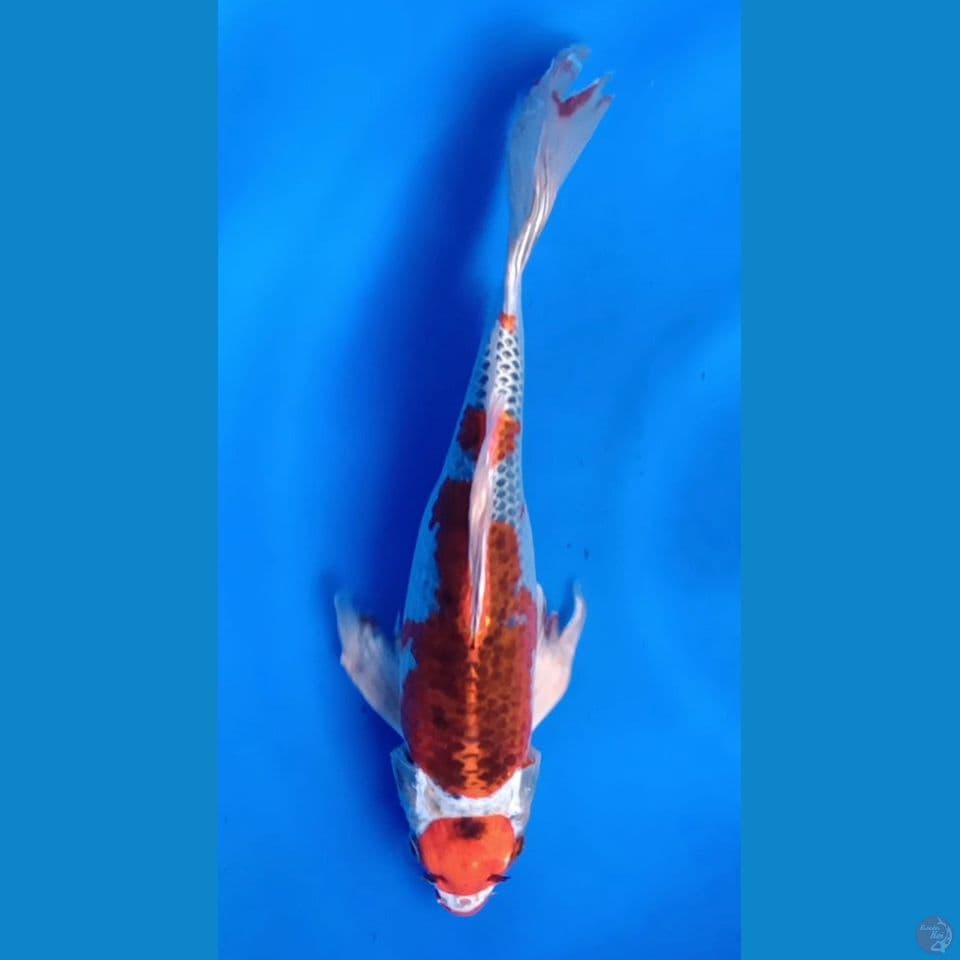 MARUTEN KUJAKU KUMPAY F 30CM