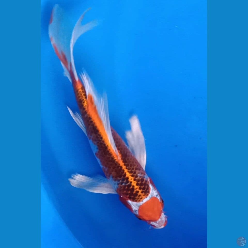 MARUTEN KUJAKU KUMPAY F 30CM