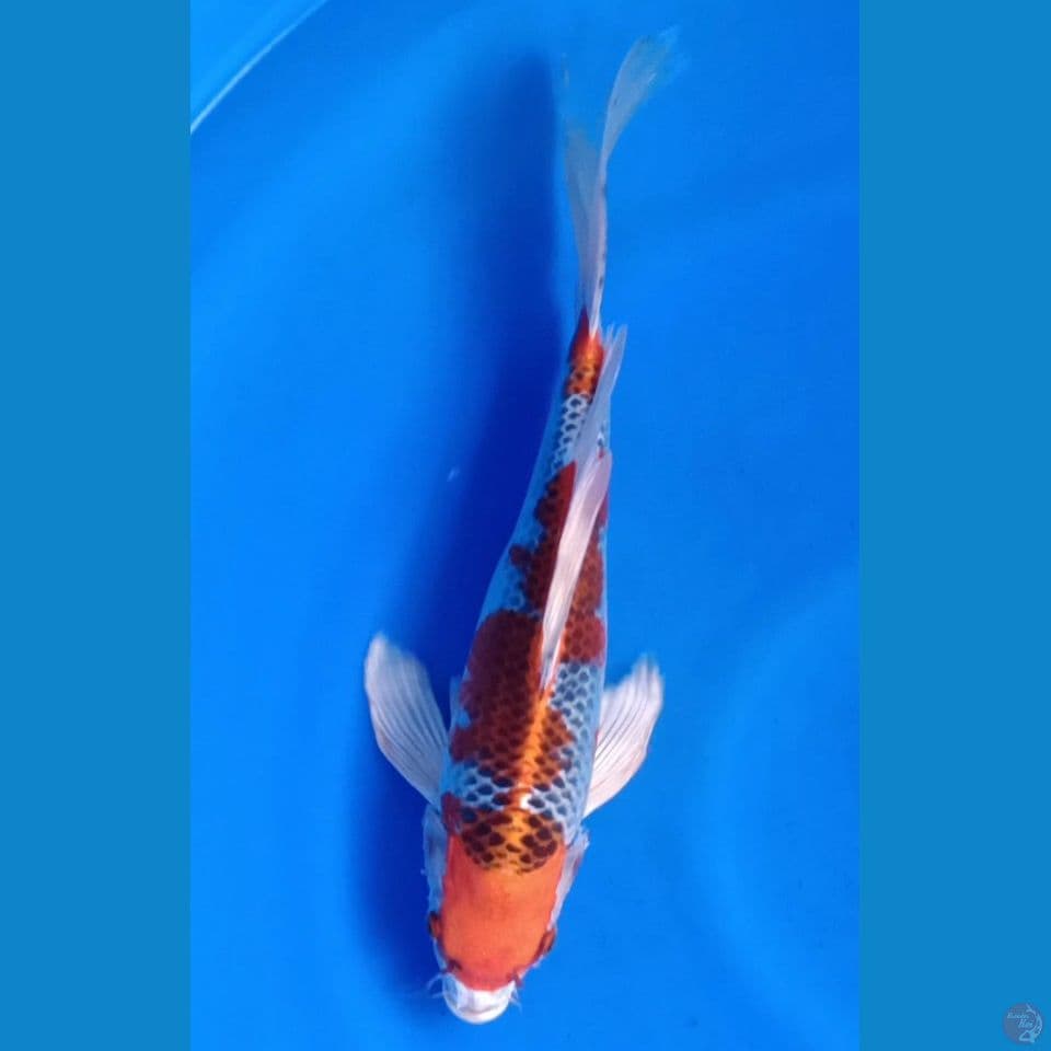 KUMPAY KUJAKU M 30CM